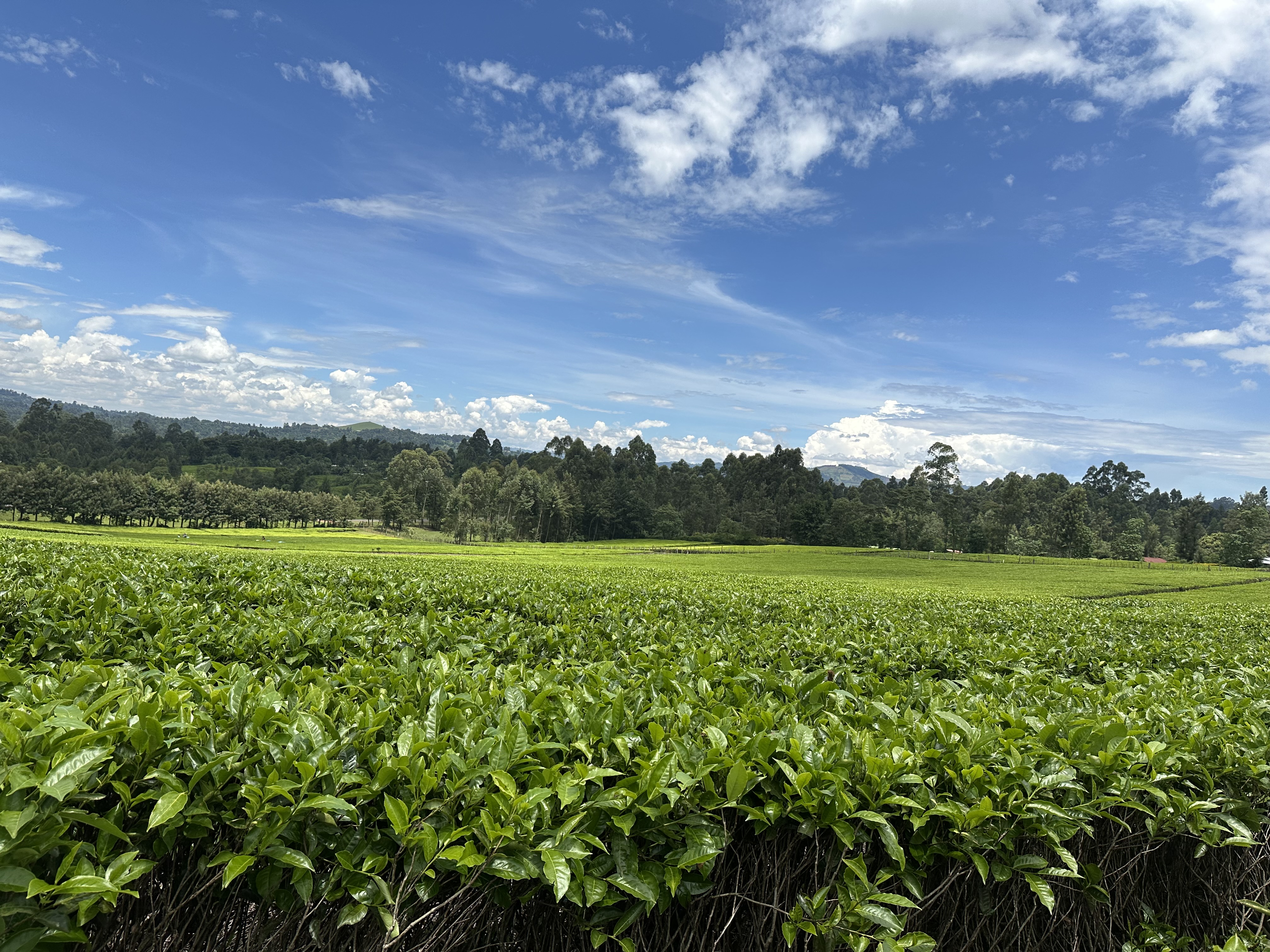 Tea Highlands, Kenya