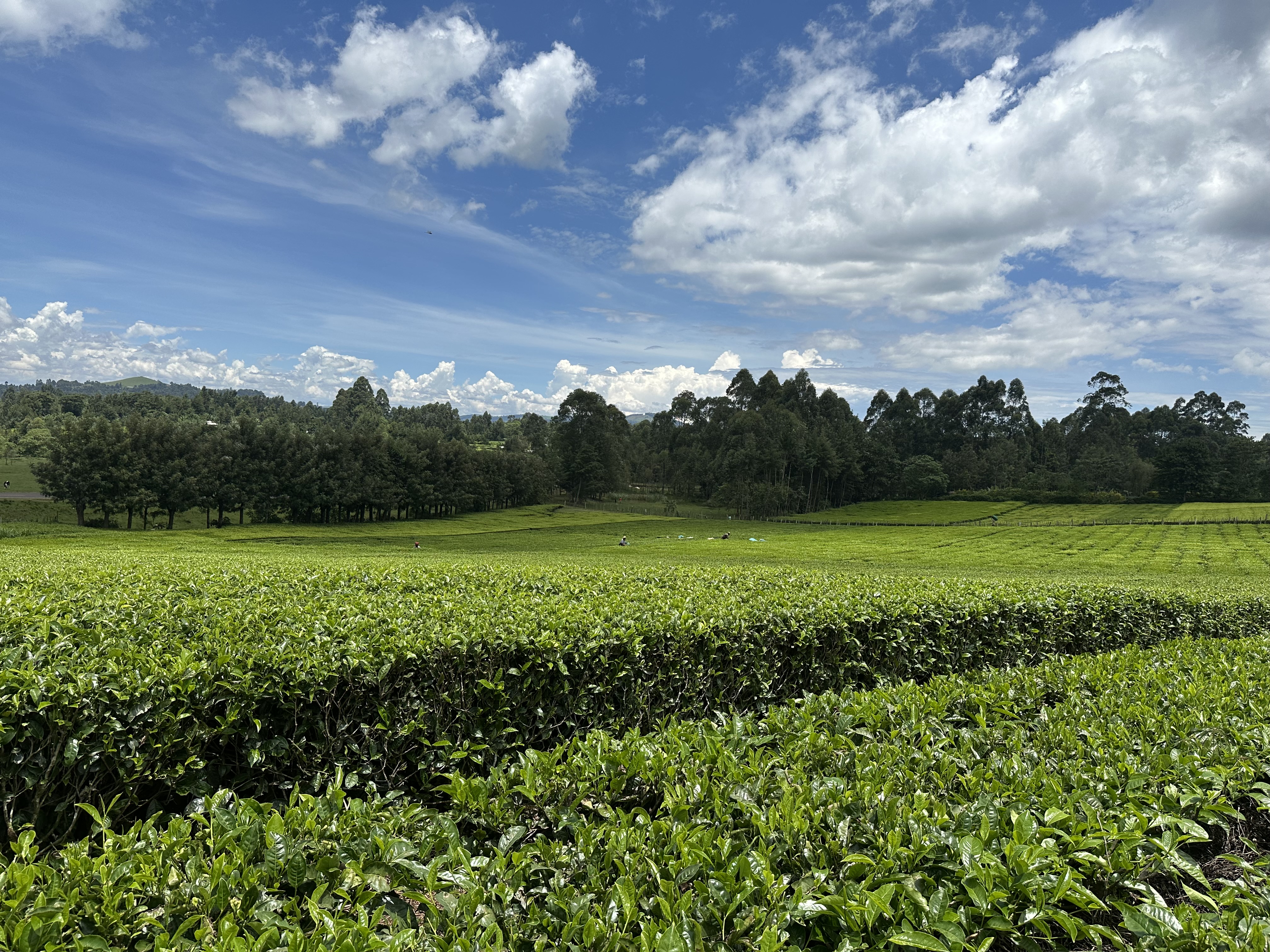 Tea production and quality control